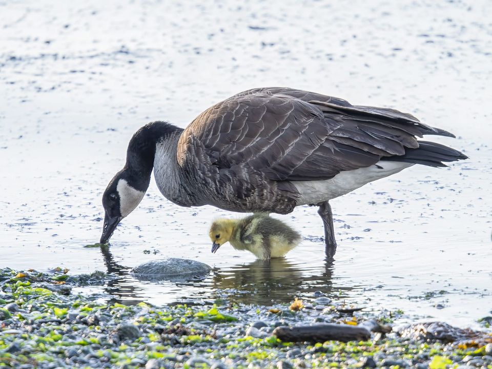 EcoWest News, May 27, 2025