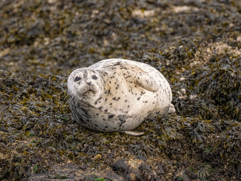 EcoWest News, June 3, 2025