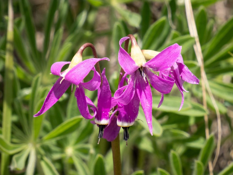 EcoWest News, June 17, 2025