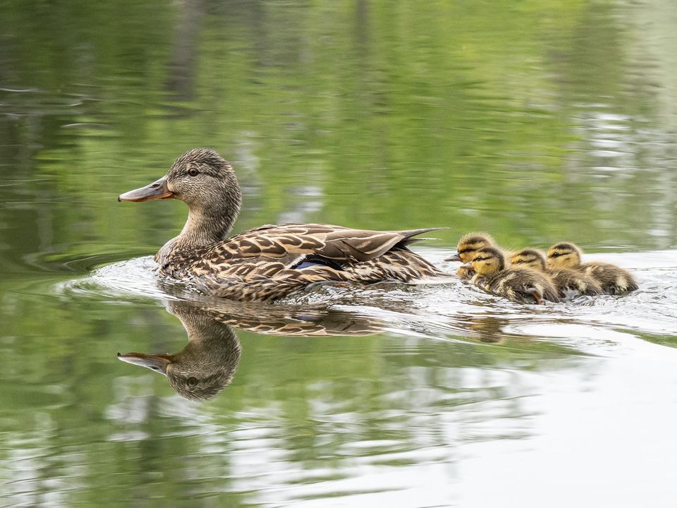 EcoWest News, June 24, 2025