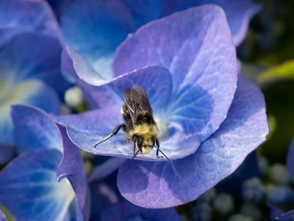 Book Review: Victory Gardens for Bees by Lori Weidenhammer