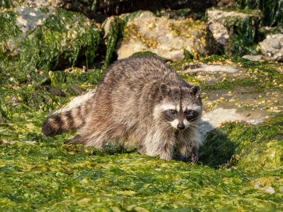 EcoWest News, July 22, 2025