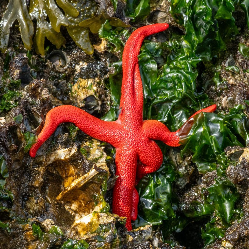 EcoWest News, July 29, 2025