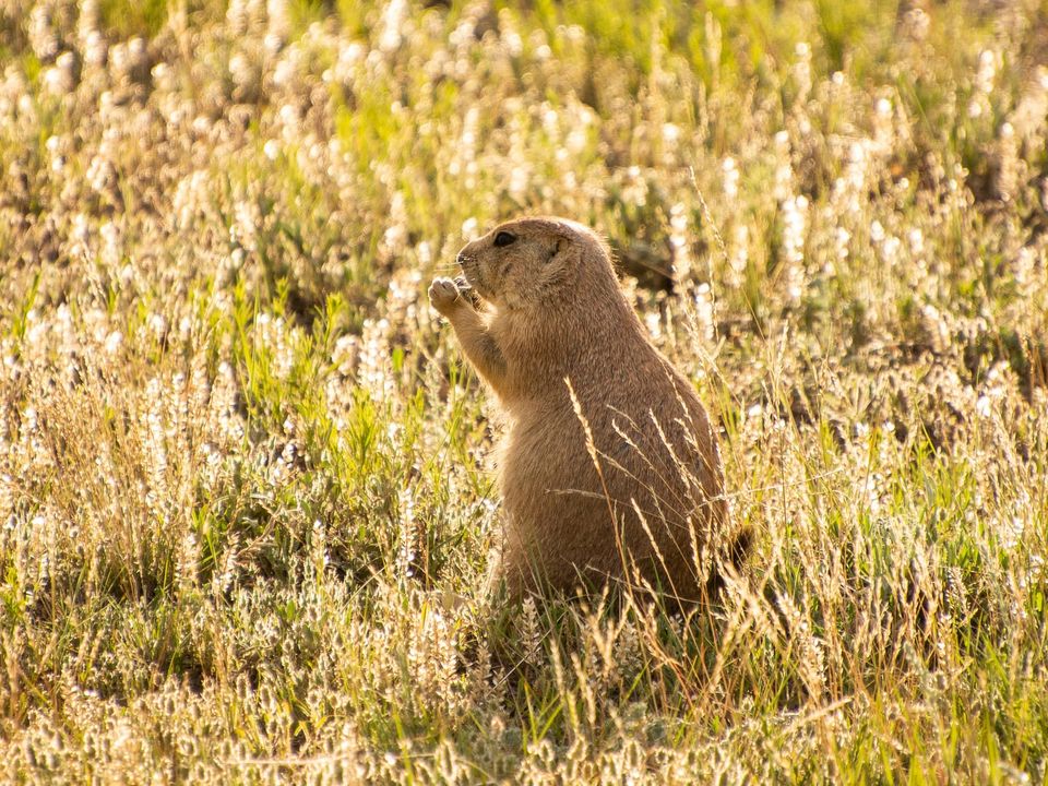 EcoWest News, August 26, 2025