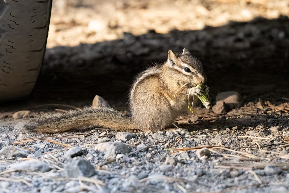 EcoWest News, August 5, 2025