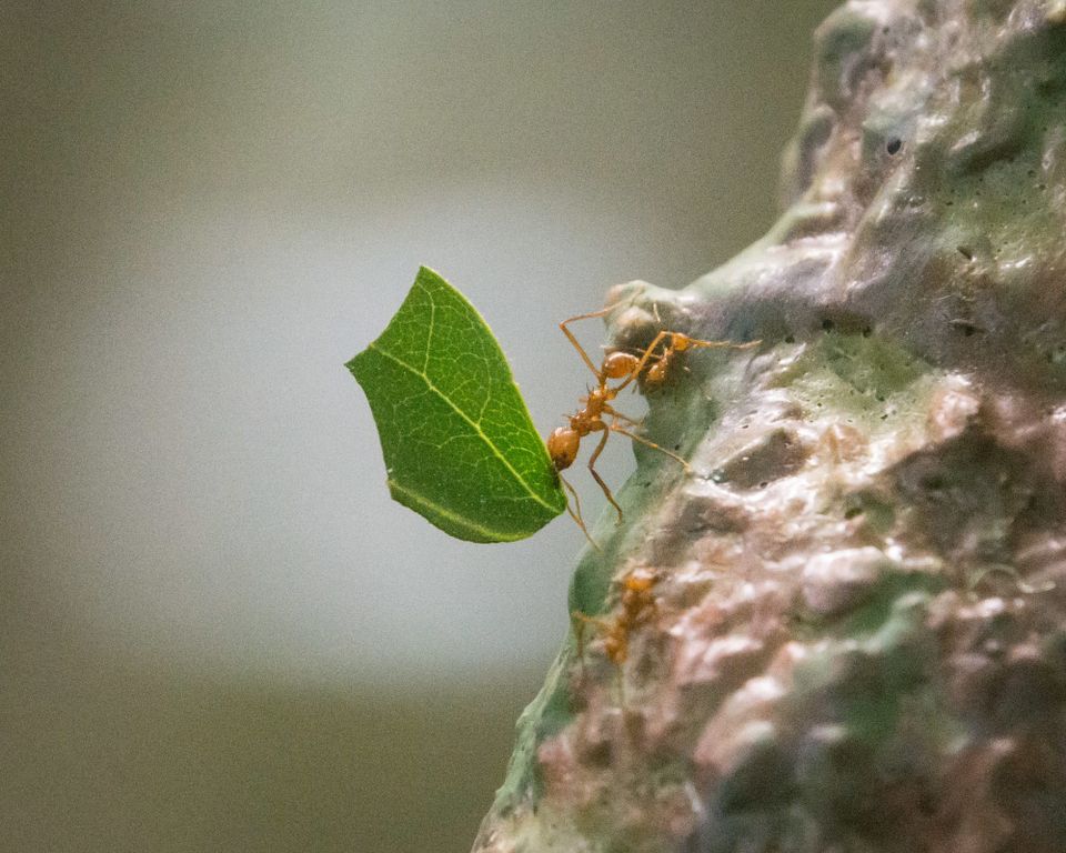 Book Review: Bugwatching: The Art, Joy, and Importance of Observing Insects by Eric R. Eaton
