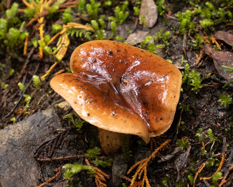 EcoWest News, September 9, 2025