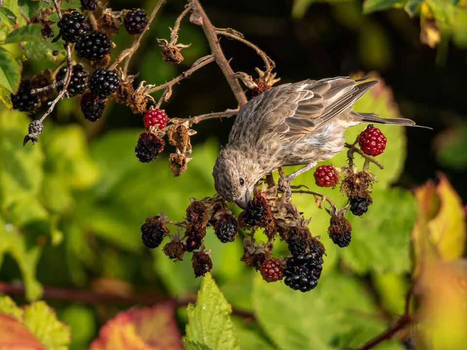 EcoWest News, September 2, 2025