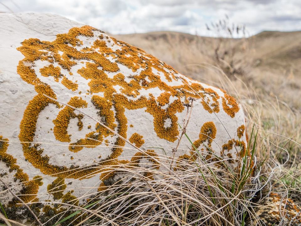 EcoWest News, October 14, 2025