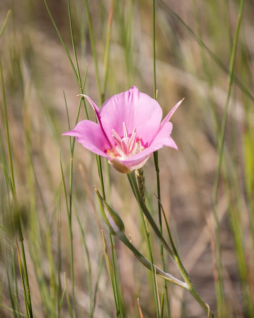 Grasslands of British Columbia