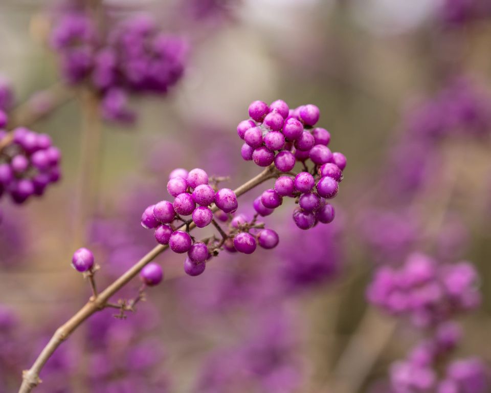 EcoWest News, November 18, 2025