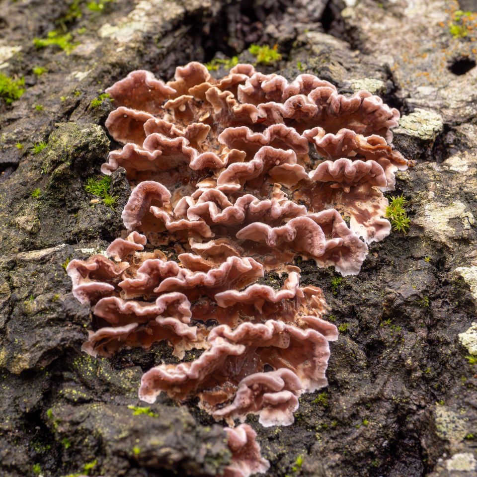 EcoWest News, November 25, 2025