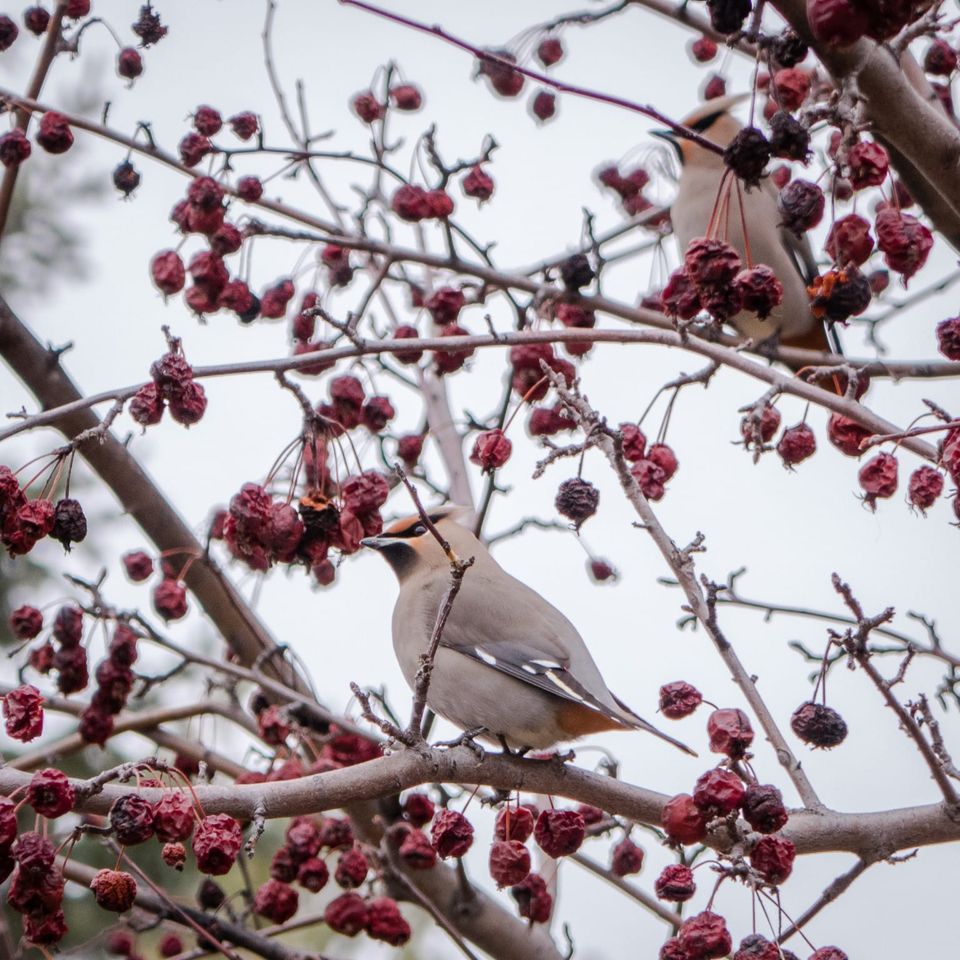 EcoWest News, December 16, 2025