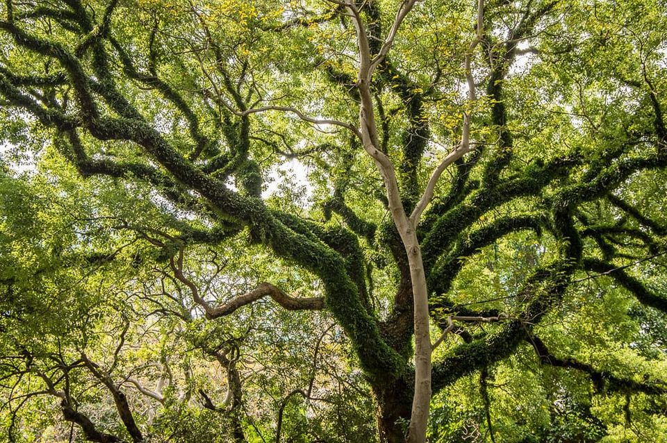 Book Review: The Genius of Trees: How They Mastered the Elements and Shaped the World by Harriet Rix