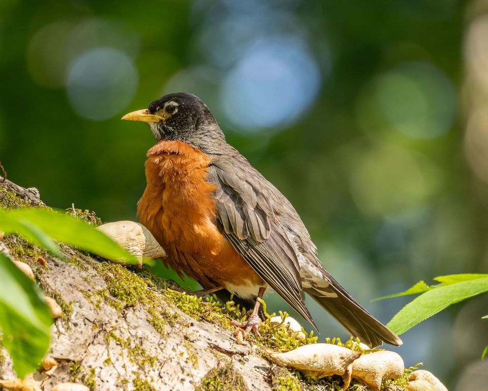 EcoWest News, March 17, 2026