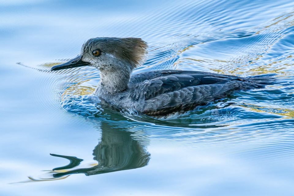 EcoWest News, May 19, 2026