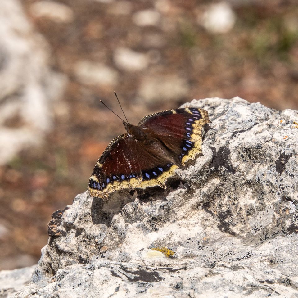 EcoWest News, June 9, 2026
