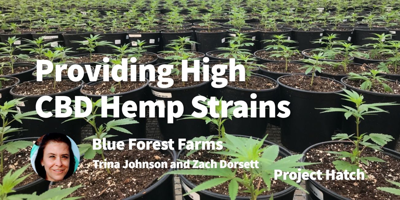 How We Started Our Organically Grown, High-CBD Hemp Strains Farm