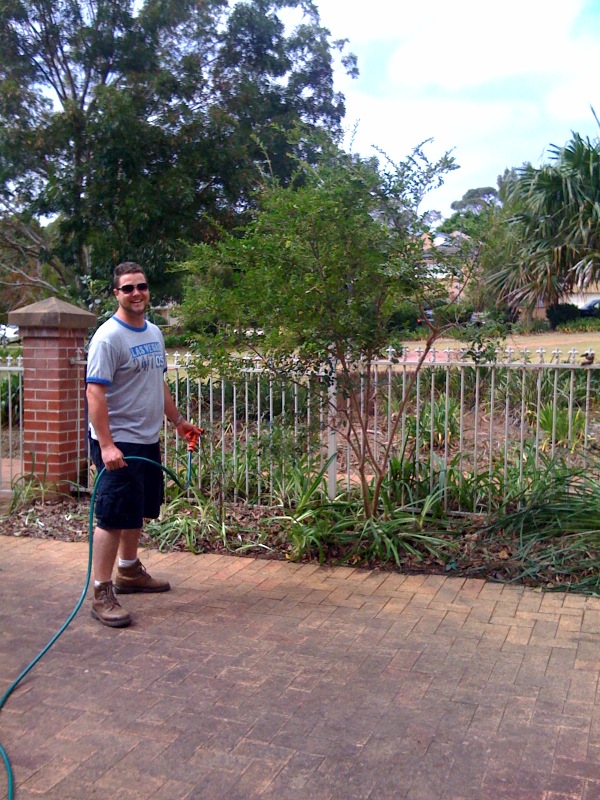 backyard jungle cleared