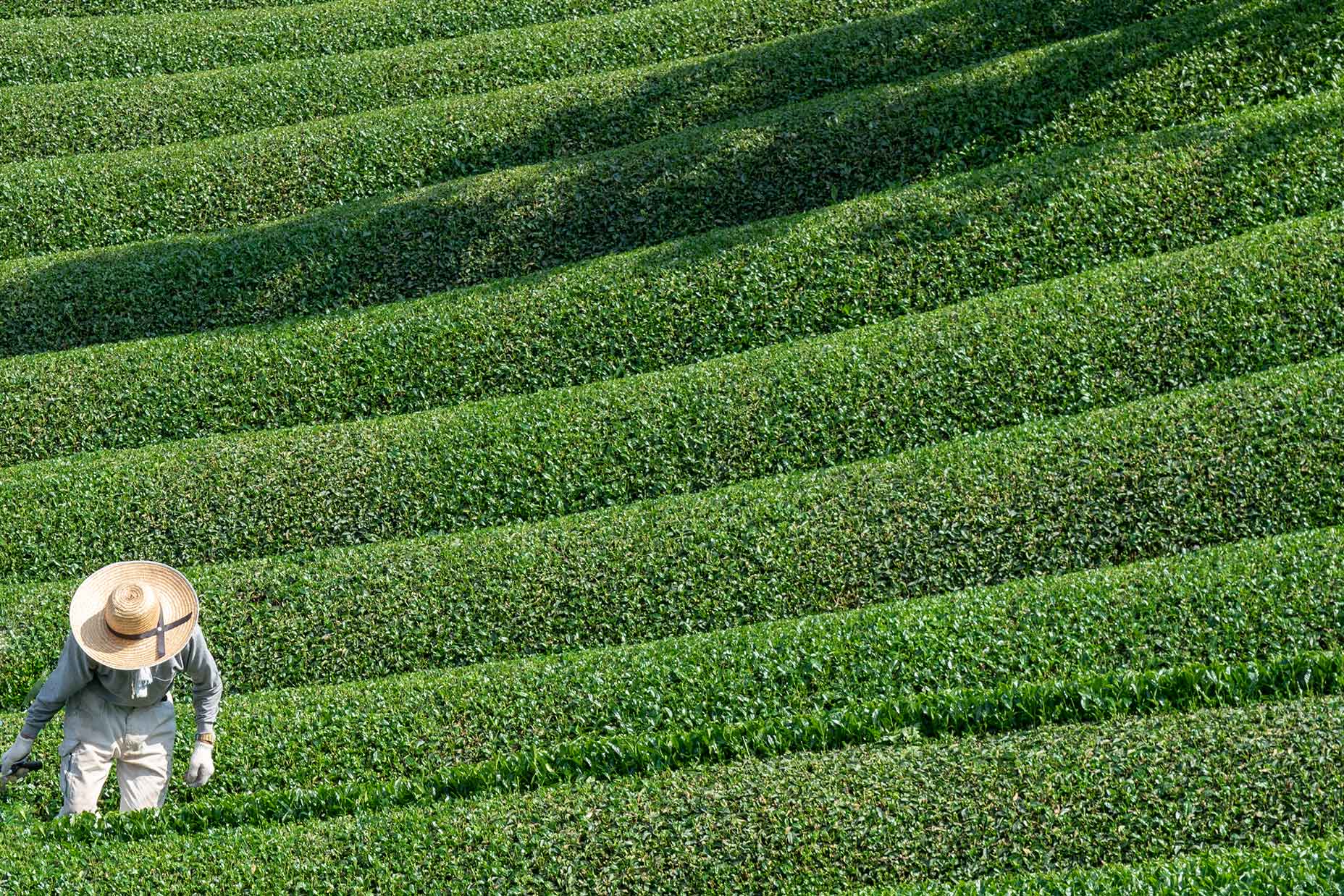 Organic Matcha Versus Conventional Matcha