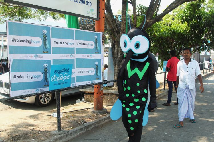 Dengue surges, biologically engineered mosquitoes buzz to the rescue