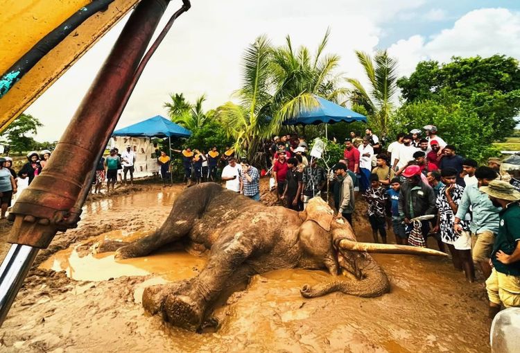 Netizens feud with wildlife department over Kavanthissa’s death