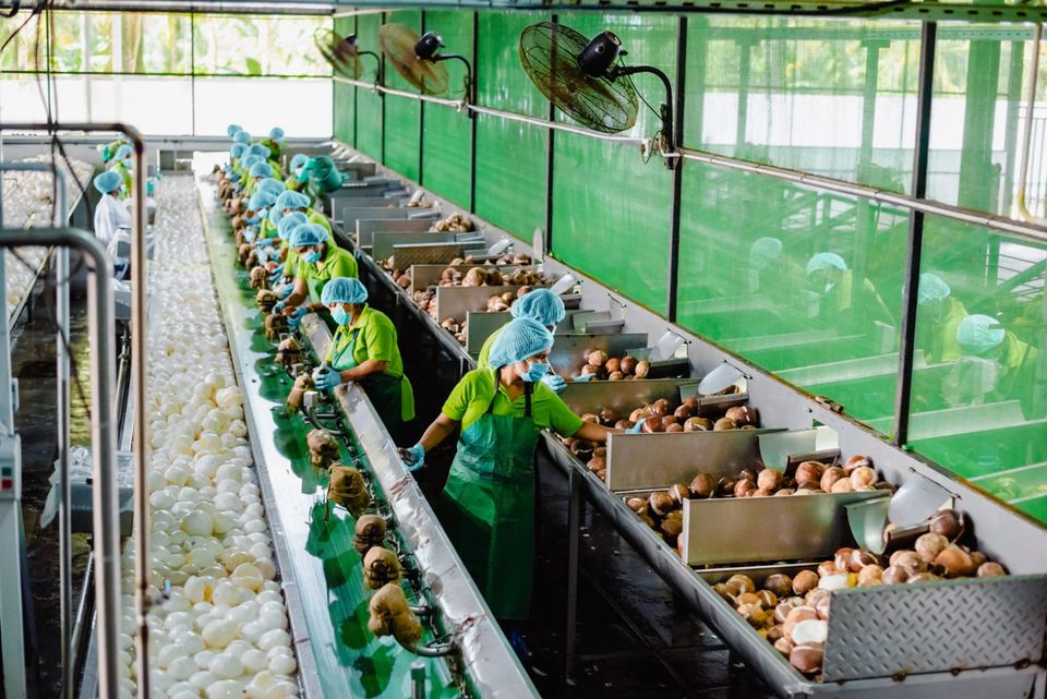 Coconut exports could beat tea this year