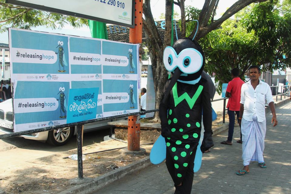 Dengue surges, biologically engineered mosquitoes buzz to the rescue