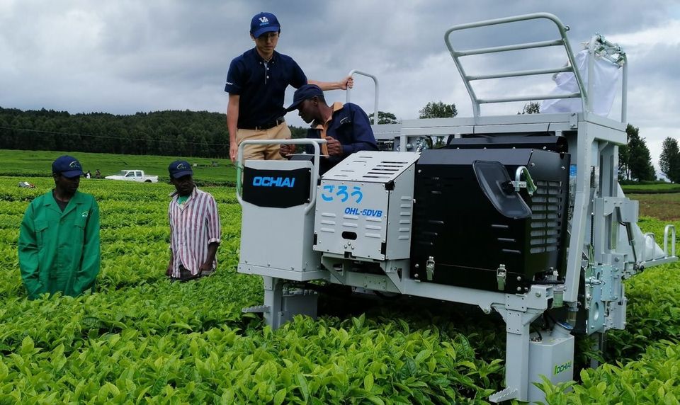 Can machines rescue Ceylon Tea?