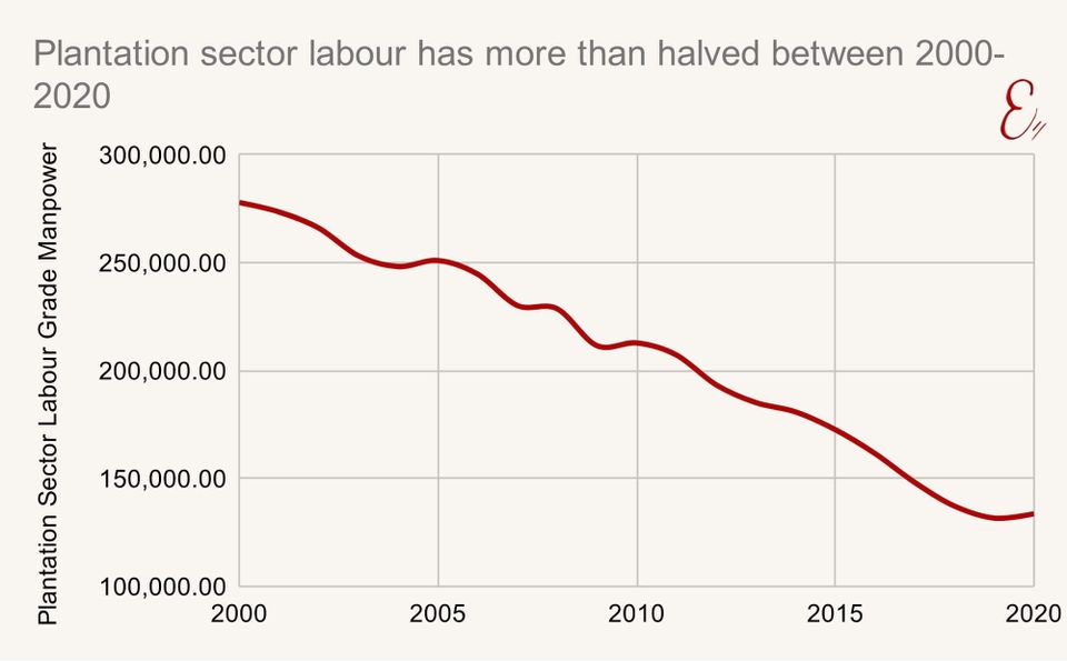 Plantation sector labour has more than halved