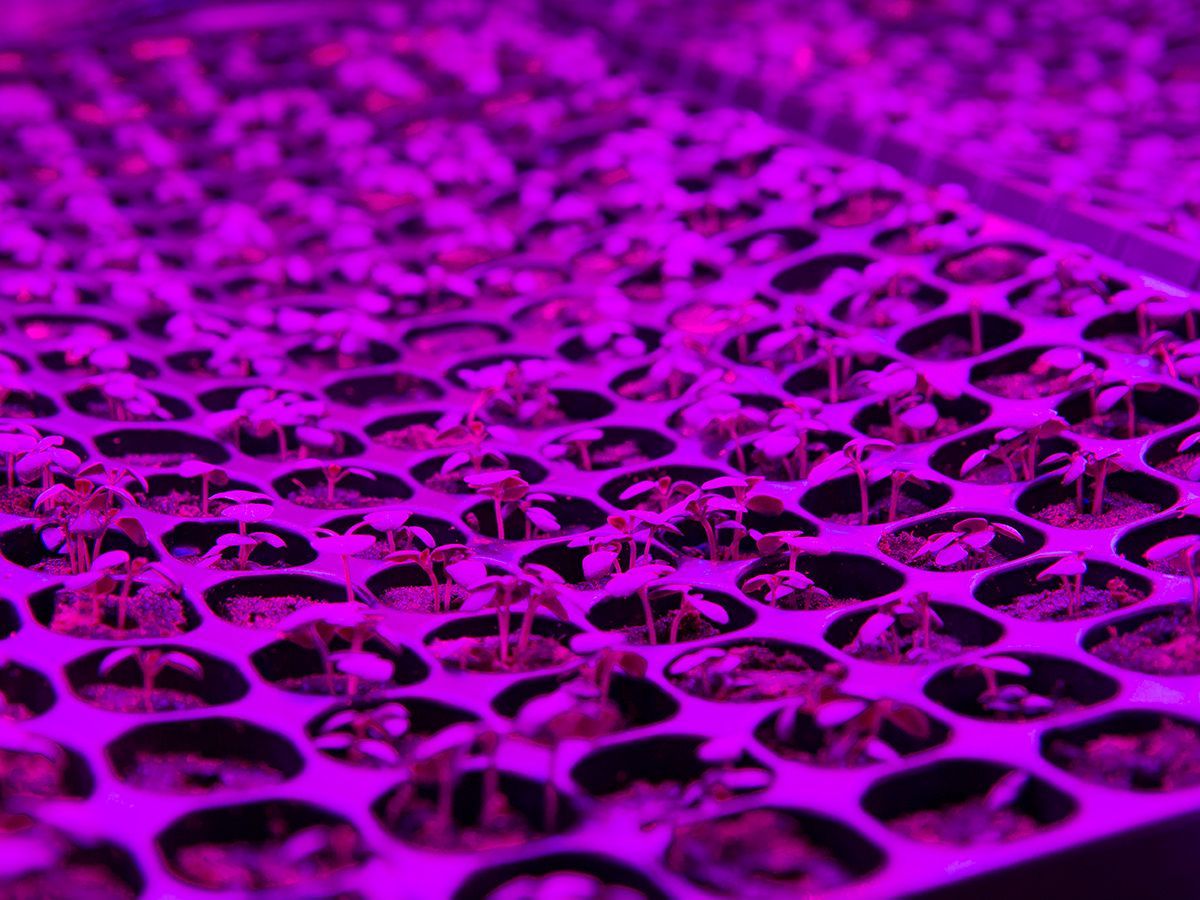 #23 - Square Roots and the Future of Farming with Tobias Peggs