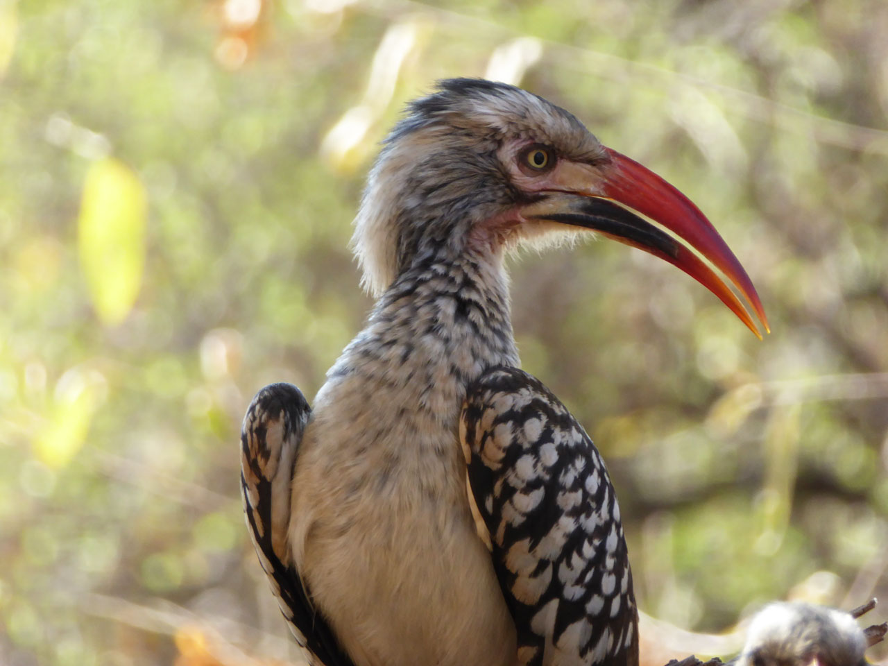 Red-billed hornbill at Sanctuary Makanyane Lodge, South Africa