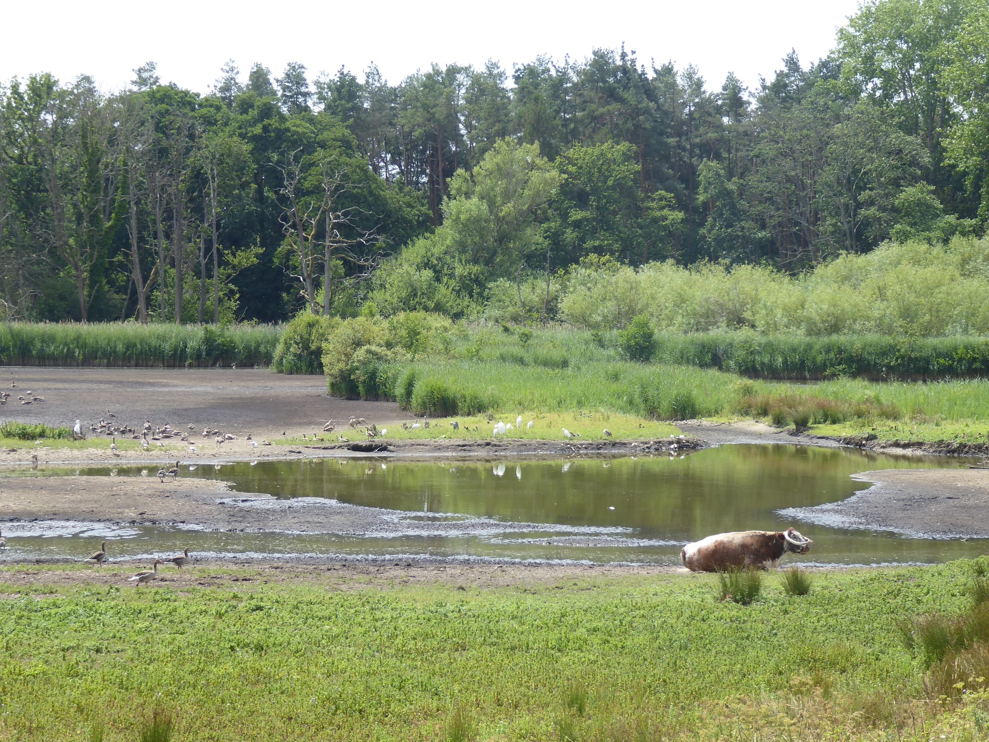 Wetlands at Pensthorpe