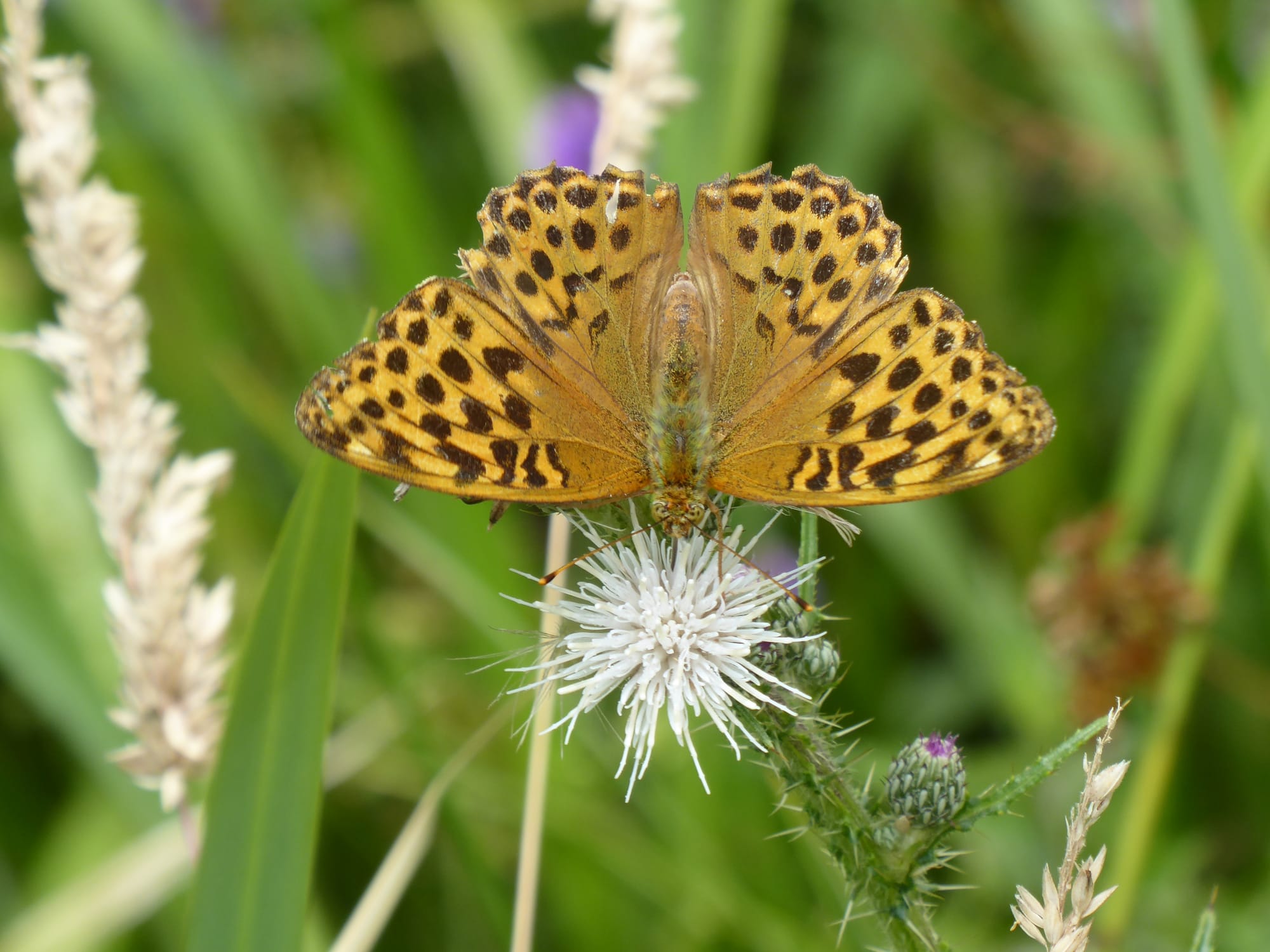 Silver-washed fritillary resting on a marsh thistle