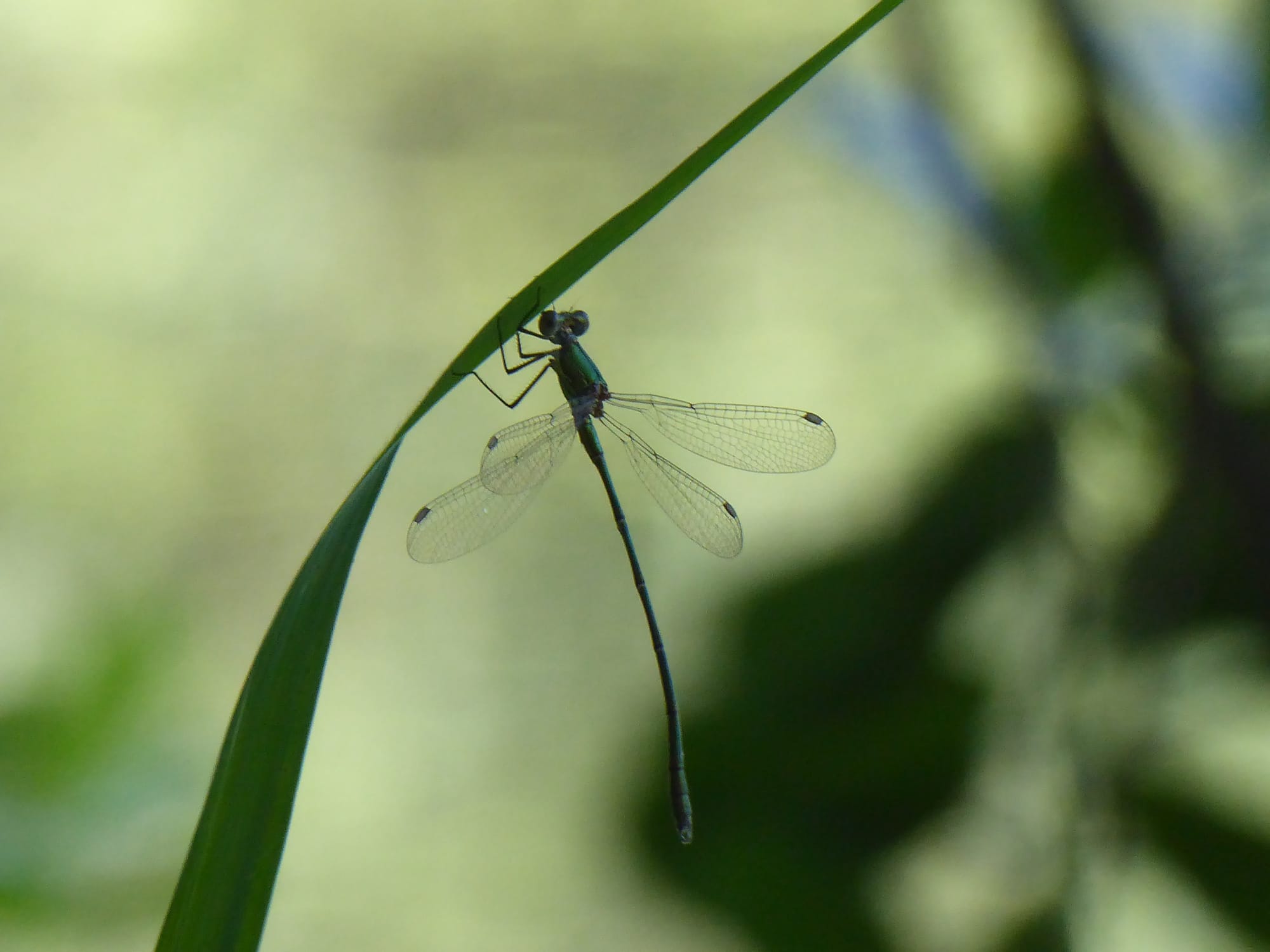 Dragonfly at Wicken Fen