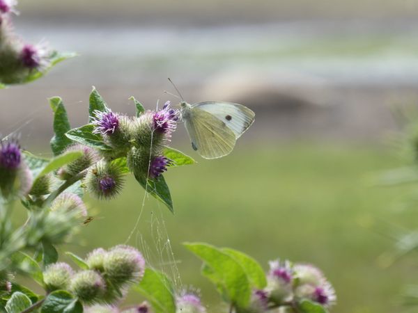 Large white butterfly at Pensthorpe, Norfolk