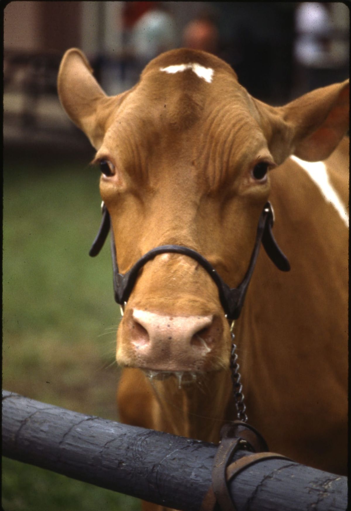 Celulele de bovine seamănă mai mult cu cele umane decât cele de șoarece, la un mecanism cheie de siguranță a medicamentelor
