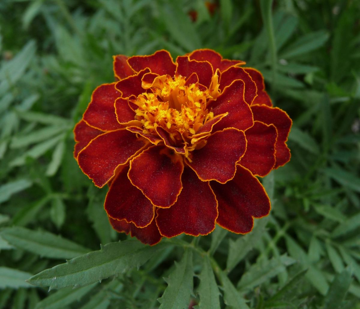 Florile de crăițe au tot atâtea proteine cât quinoa, arată un studiu american