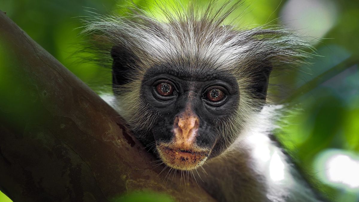 O nouă specie de maimuță a fost descoperită în pădurile din Congo
