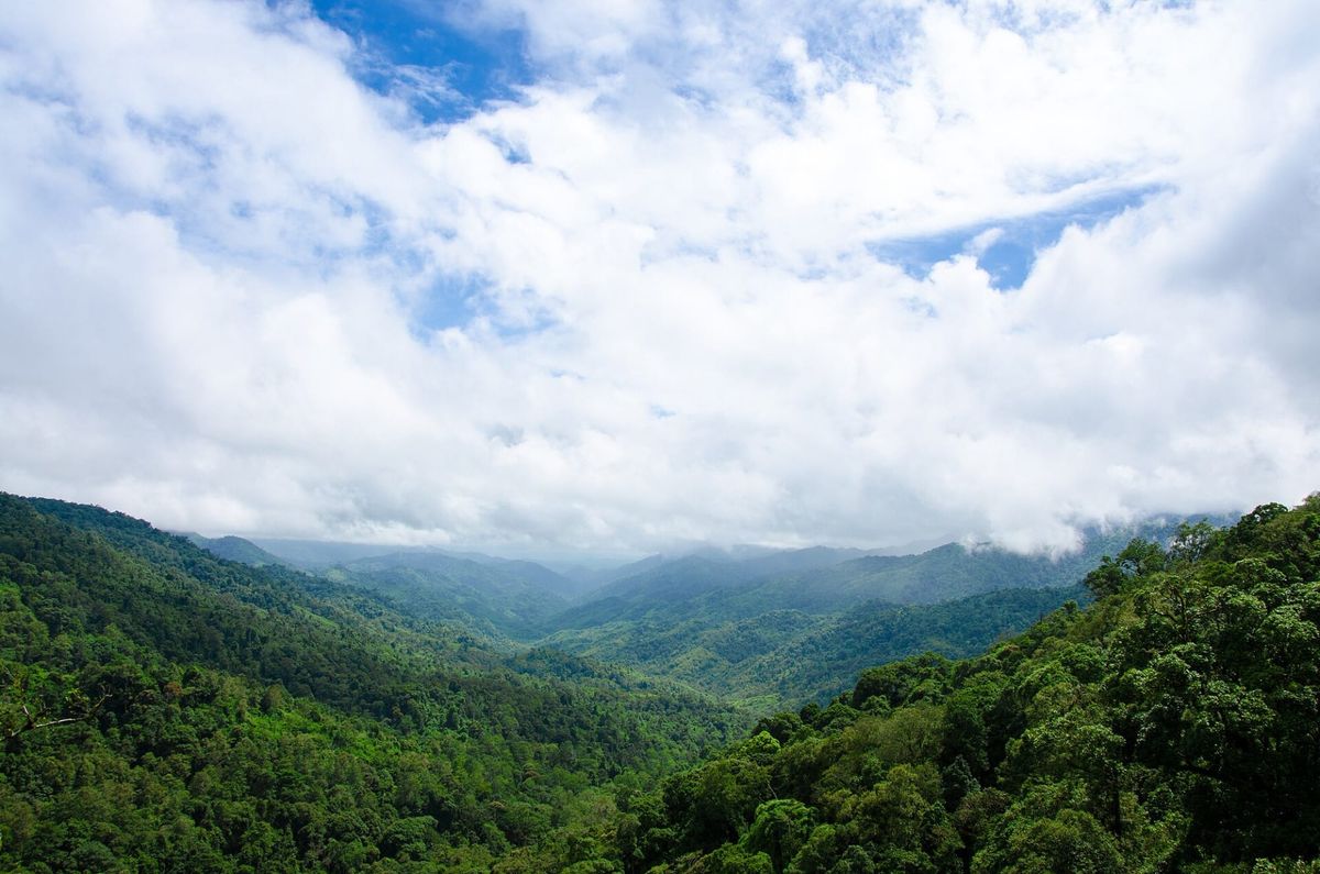 O nouă specie de „dragon” descoperită în munții Thailandei ar putea salva o pădure întreagă