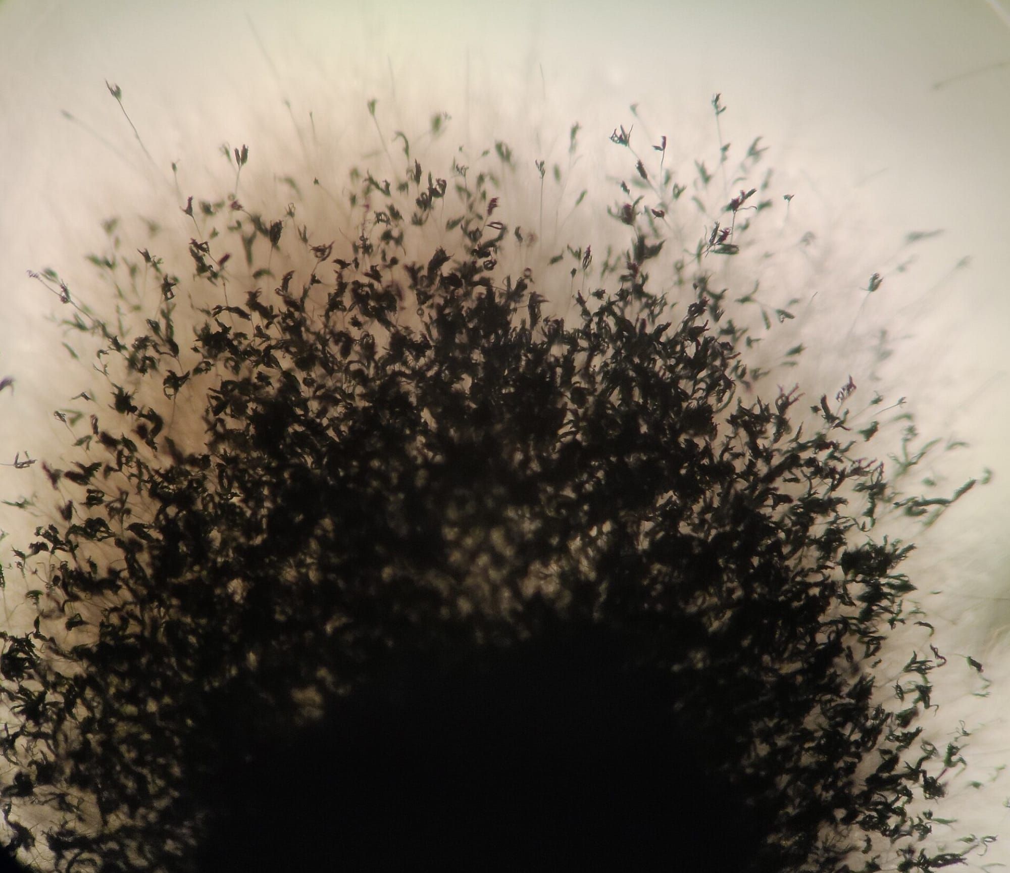 Vedere la microscop a ciupercii Aspergillus fumigatus