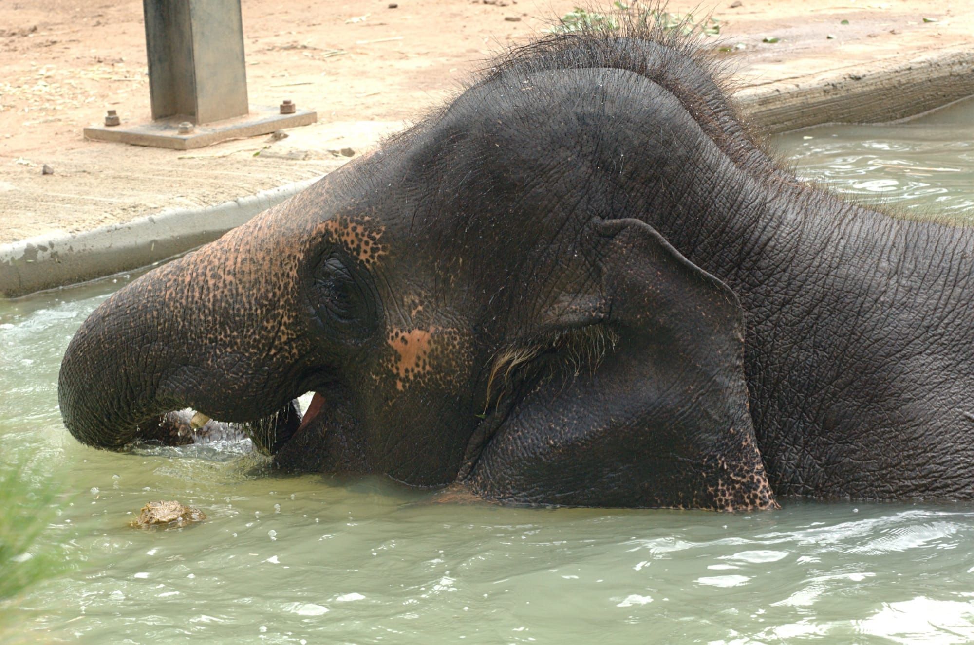 Elefant asiatic tânăr scăldându-se într-un bazin la o grădină zoologică