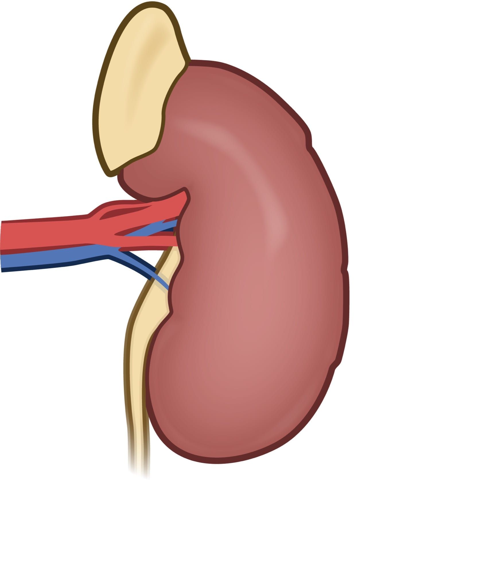 Ilustrație anatomică a unui rinichi uman cu vasele de sânge