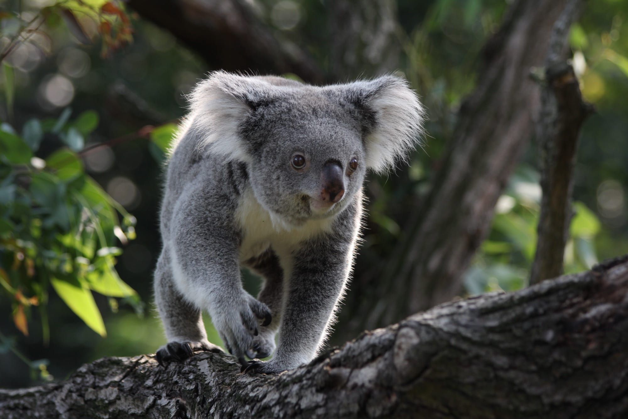O koala pe o creangă, privind spre cameră