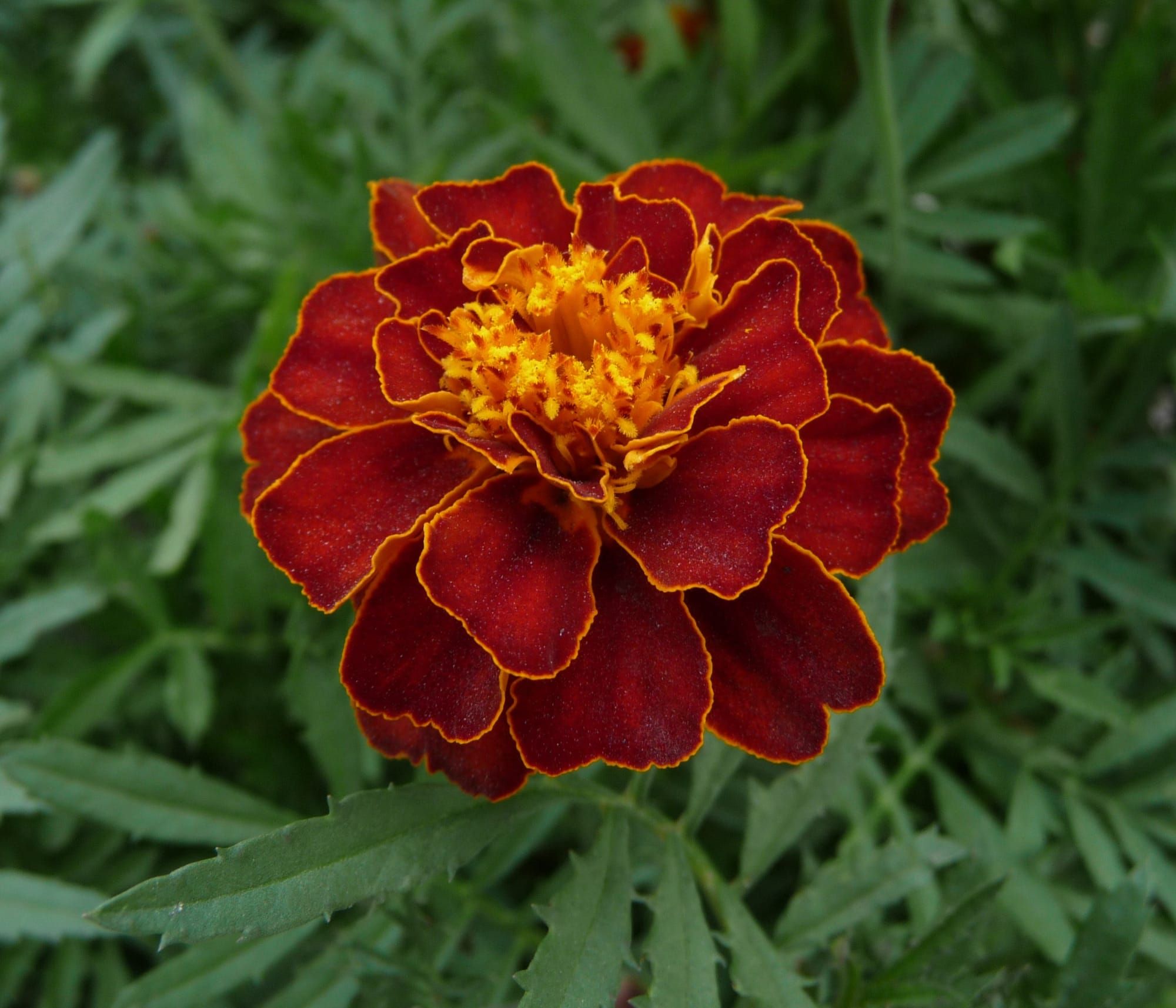Floare de crăițe (Tagetes) în grădină