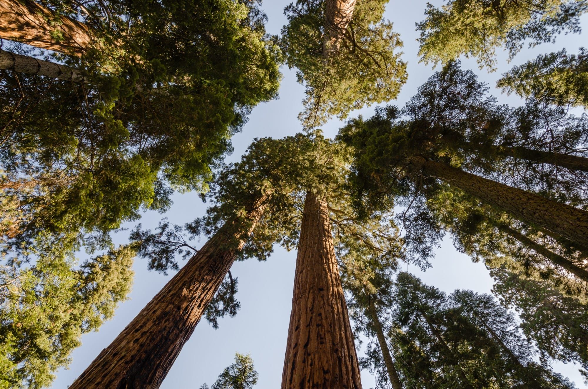 Sequoia giganți văzuți de jos în sus în Parcul Național Sequoia