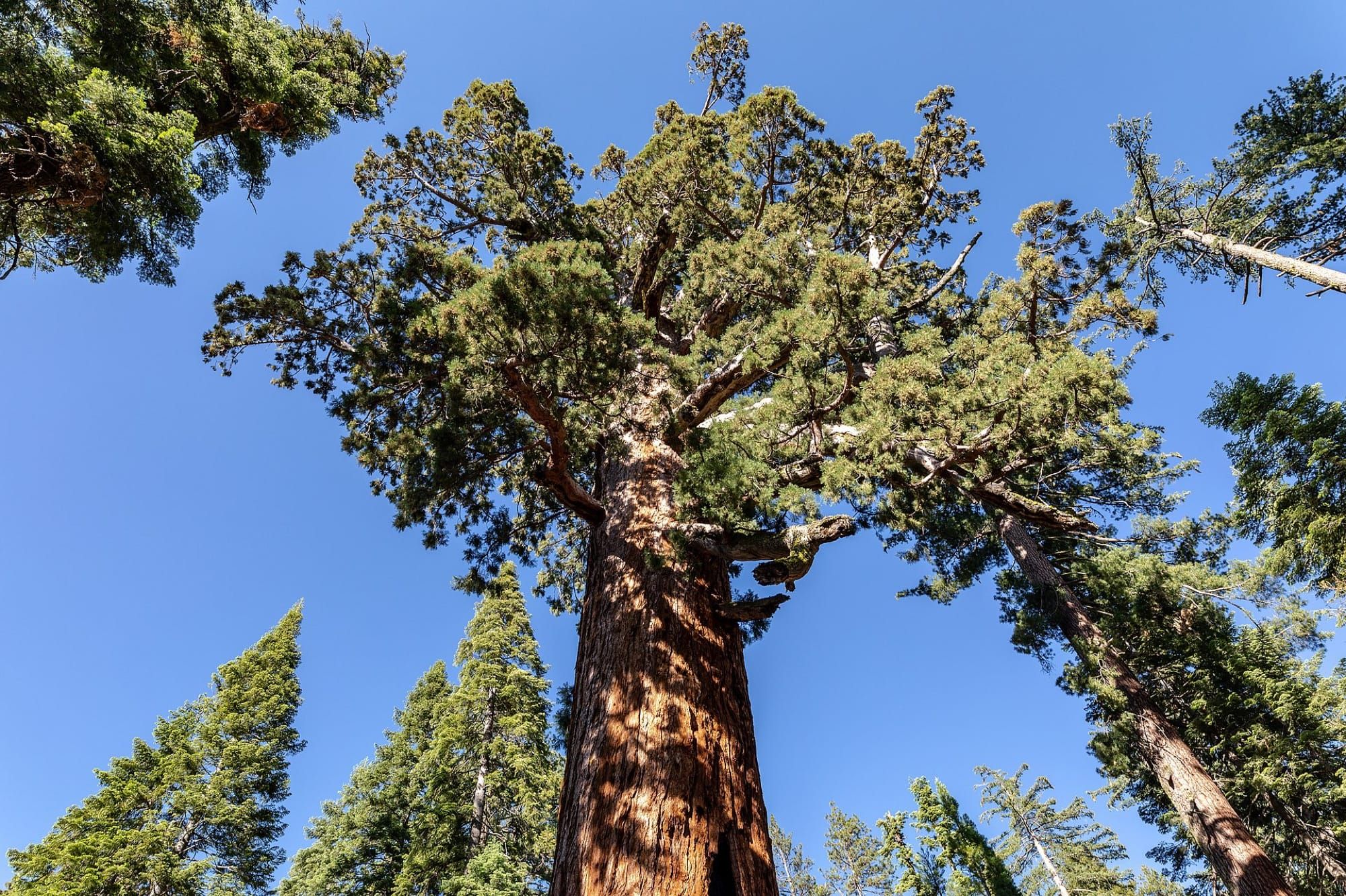 Sechoia uriașă văzută de jos în sus, în Mariposa Grove, Yosemite