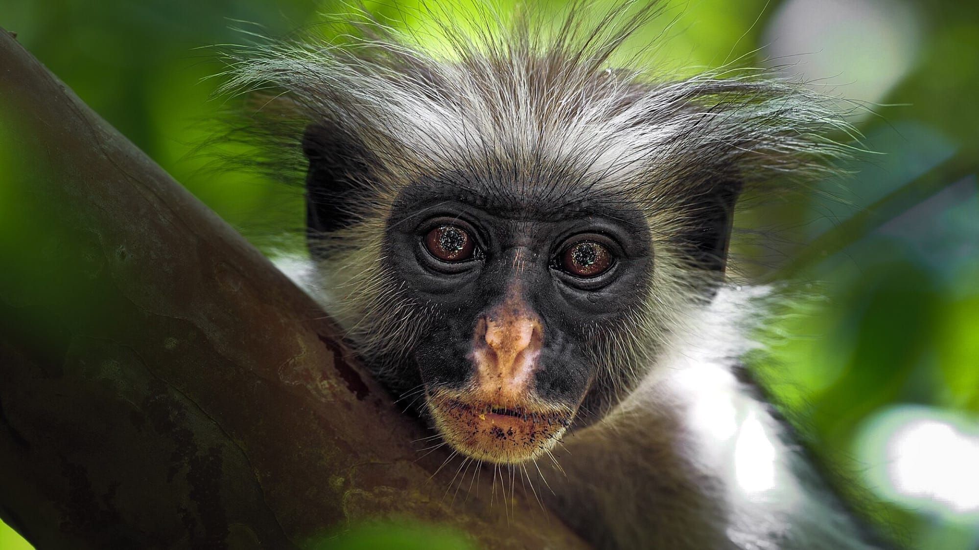 O nouă specie de maimuță a fost descoperită în pădurile din Congo