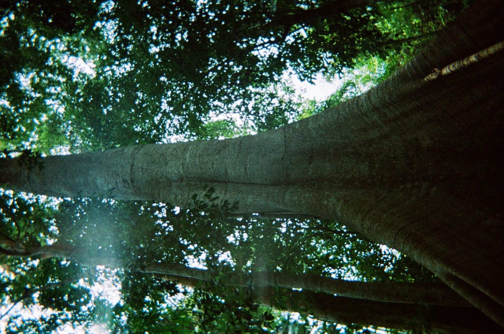 Coronament de pădure amazoniană, în Floresta Nacional, Brazilia