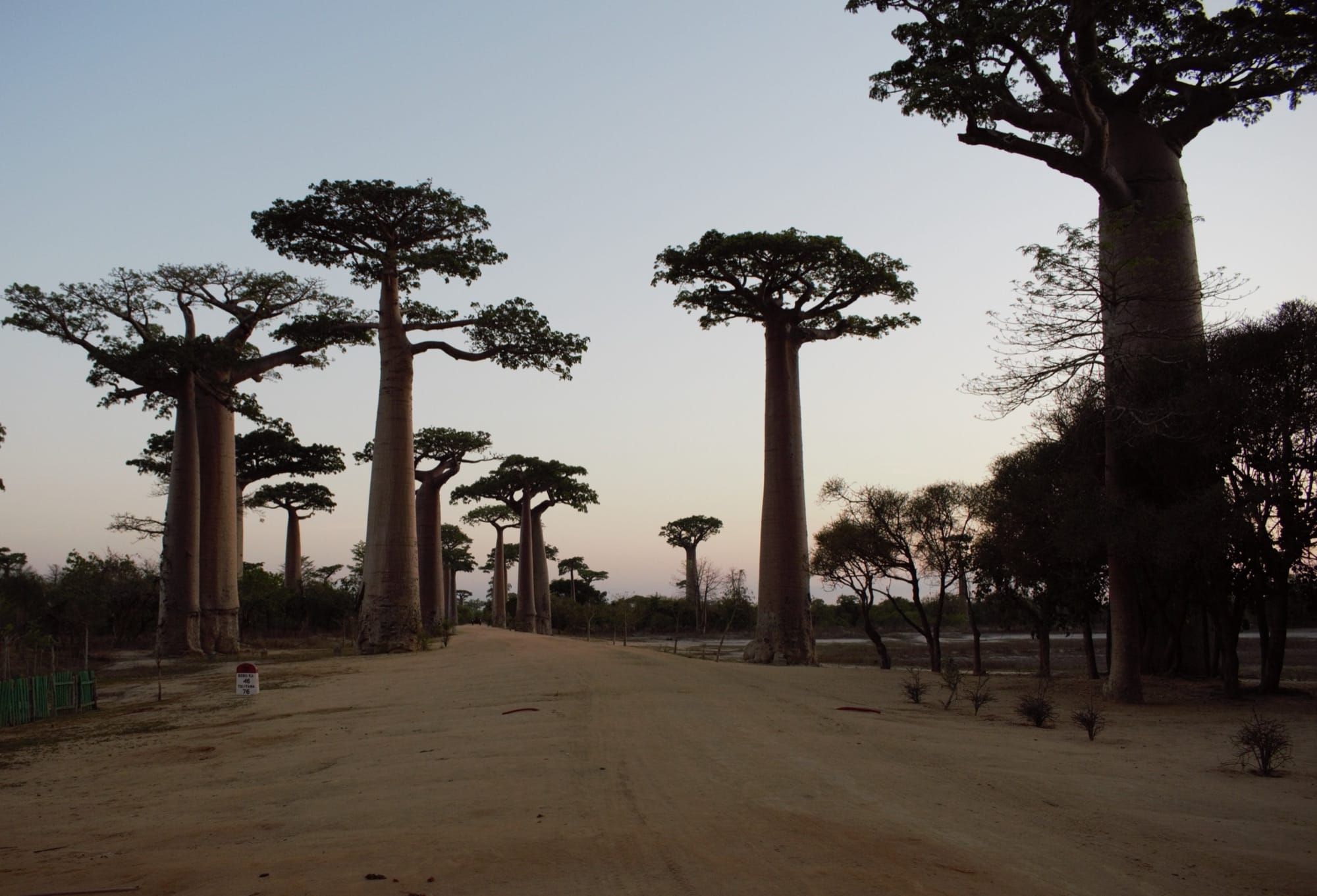 Baobabi înalți pe Aleea Baobabilor din apropiere de Morondava, Madagascar, la apus